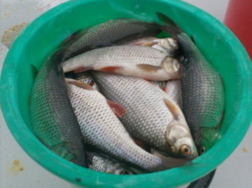 098.JPG (71.63 КБ) 2096 просмотров 098.JPG