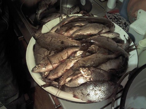 IMG244.jpg
