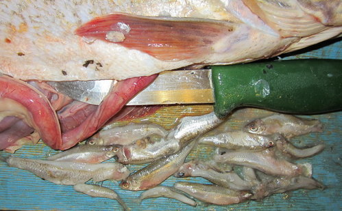 Кишки.jpg