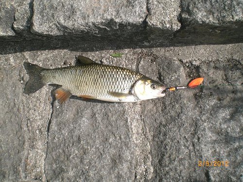 golawl-34cm-m.JPG