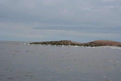 416348_10150760061786641_682216640_9836783_1087206390_o.jpg (54.95 КБ) 8739 просмотров Около 2-3-х тысяч тюленей