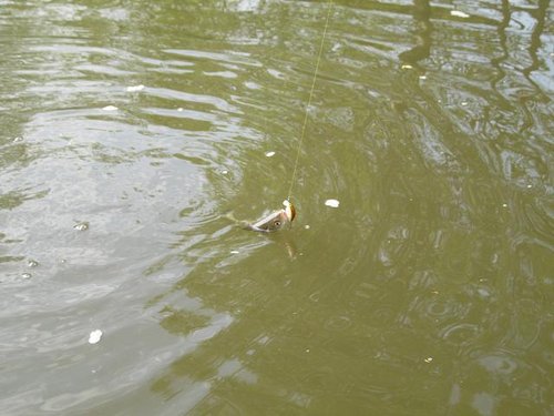 IMG_0292.JPG