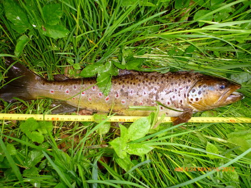 pestruha 43 cm.JPG