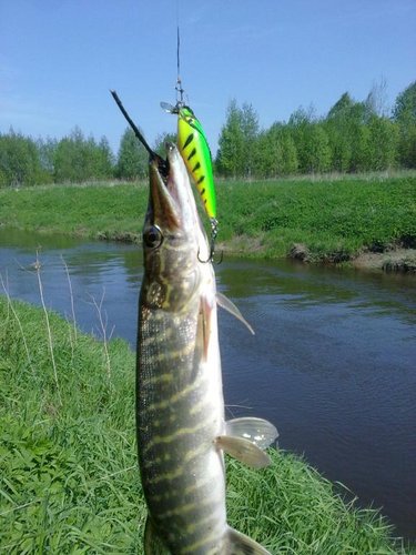 22052012943.jpg (77.39 КБ) 1686 просмотров Воб. абаши - 7 см. С шумовой капсулой.