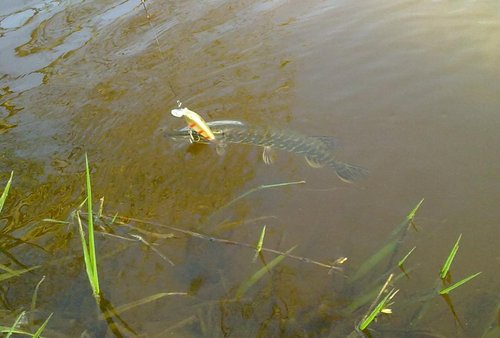 22052012949.jpg (87.99 КБ) 1666 просмотров Да... Крупничёк остался сидеть в засаде... Хотя у Андрея было тройку выходов поболее, но что то её в этот день не устраивало...