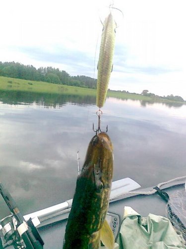 рыба  01.jpg