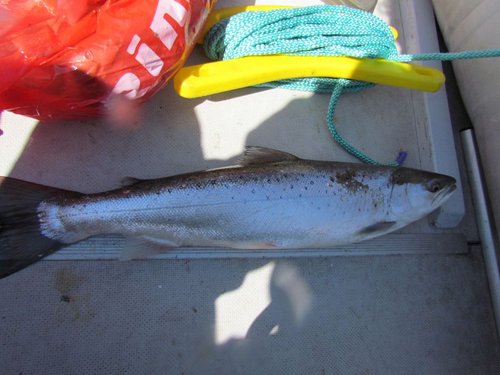 IMG_1 .JPG