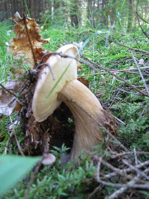 IMG_2213.jpg