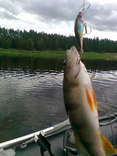 окуни 033.jpg