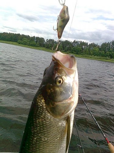 окуни 036.jpg