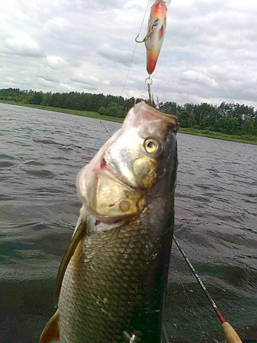 окуни 034.jpg