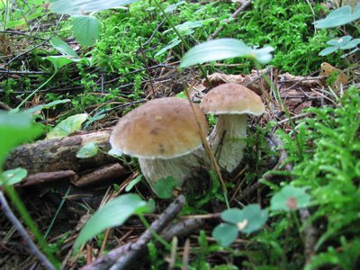 IMG_2218.jpg