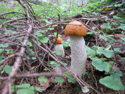 IMG_2219.jpg