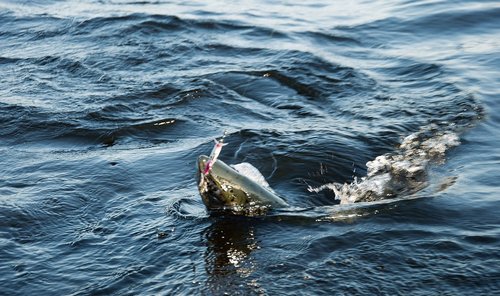 2012 Ivan2.jpg