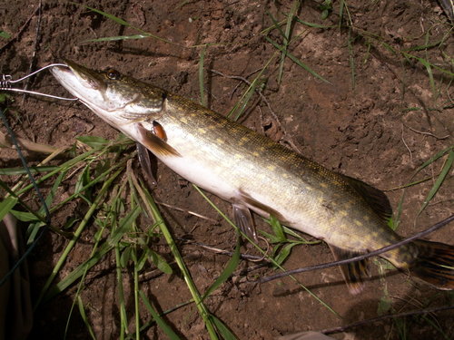 vtoraja scuka.JPG