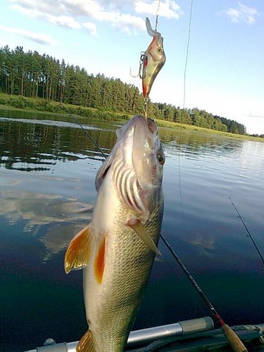 окуни 047.jpg
