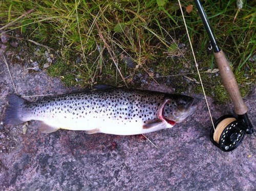 Kumzha 006.jpg (194.65 КБ) 12005 просмотров Кумжа на 1.5кг