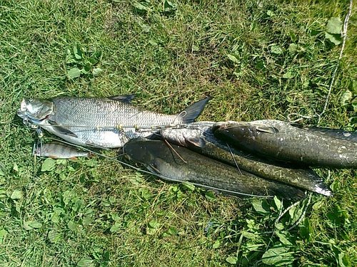 сомы 030.jpg
