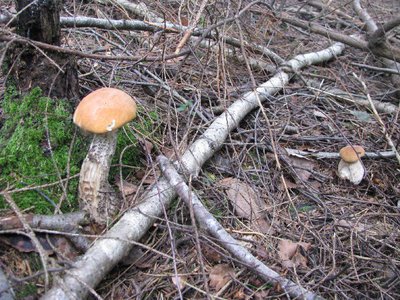 IMG_2238.jpg
