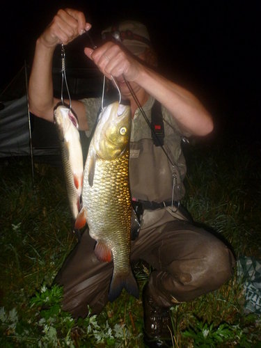 55 cm.JPG