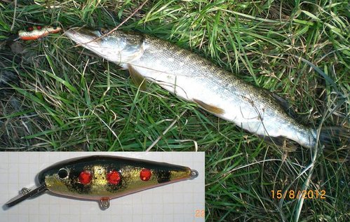 CIMG5578-m.JPG (147.71 КБ) 1849 просмотров рыб отпущен