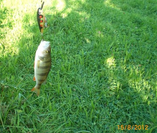 CIMG5582-m.JPG (98.19 КБ) 1849 просмотров этот тоже отпущен!