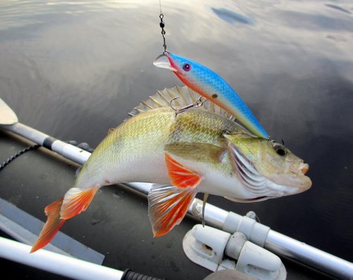 Окунь1.jpg (70.79 КБ) 1398 просмотров Этот товарисЧ при поклёвке - одним махом снял ~2 метра с Невской катухи на трещётке!