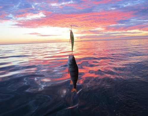 Окунь4.jpg (98.11 КБ) 1398 просмотров Кокунь на расцвете!