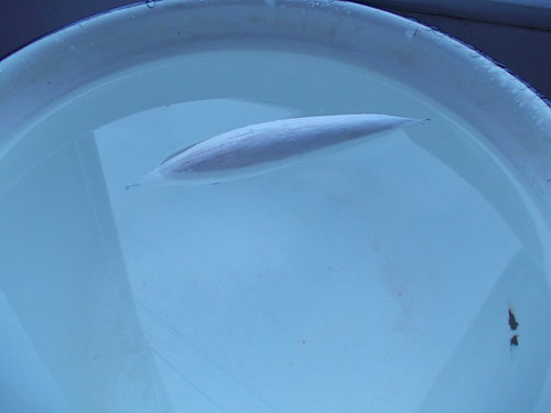 rr 037.jpg