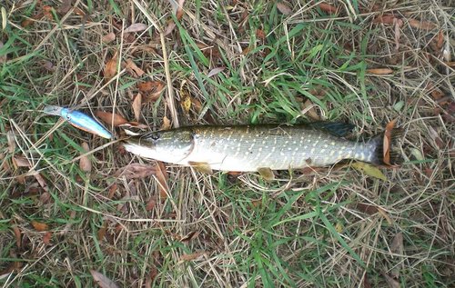 CIMG5589-m.JPG (172.84 КБ) 1637 просмотров скотинка отпущена - ростом не вышла (35-40см - у нас таких НиЗя)