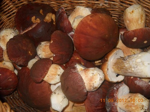 DSCN0446.jpg
