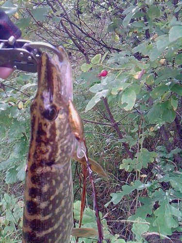 P270812_12.00.jpg (119.04 КБ) 3122 просмотра на дип из прошлой серии покрытых фольгой вобиков