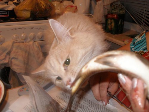 Кот - ворюга.JPG