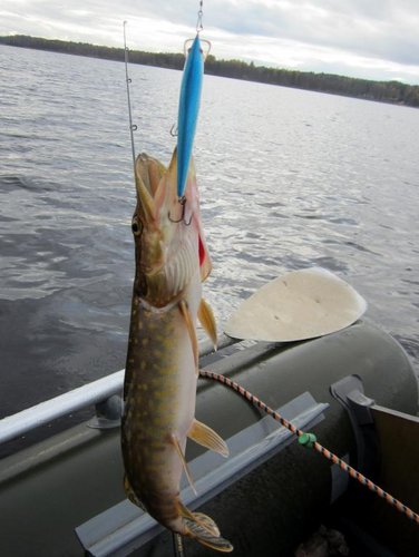 Ле2.jpg (54.34 КБ) 2109 просмотров Синий по солнышку.