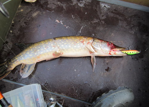 Ле6.jpg (250.21 КБ) 2109 просмотров FT- при тучках. Вторым тройником попал в глаз! Жалко...