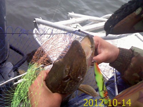 PIC121014002.jpg (105.25 КБ) 1956 просмотров Пока выпутывал, фотомодели разъединились...