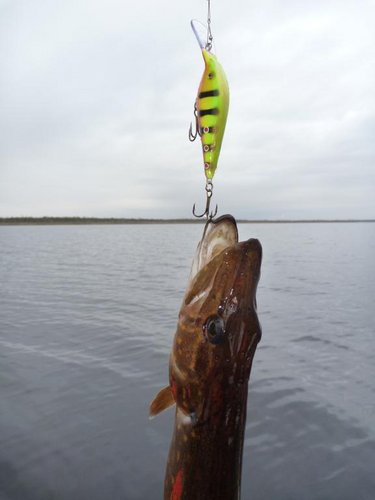 P1060698.JPG (29.05 КБ) 2266 просмотров Разловил новый воб!!! Ура!