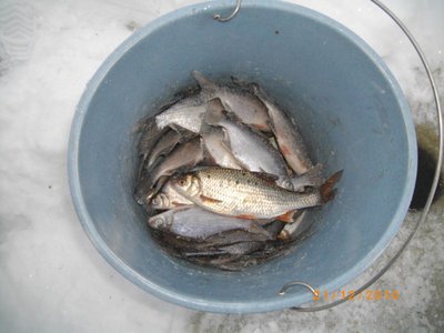 IMGP0329 (600 x 450).jpg