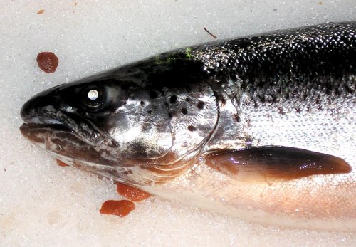 salmon 23.11.2012.JPG