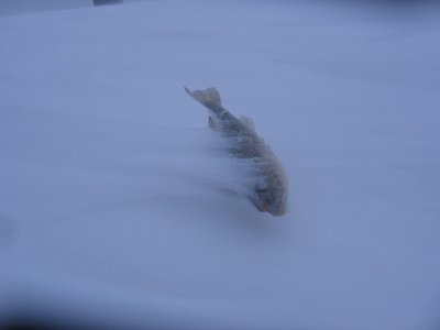 IMG_2990.jpg