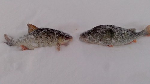 DSC_0017.jpg