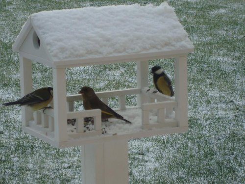 DSC04687.JPG (124.15 КБ) 1984 просмотра Забота о братьях наших меньших .