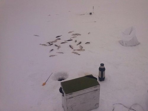 IMG_20130330_135601.jpg (40.72 КБ) 1655 просмотров Субботние луночки