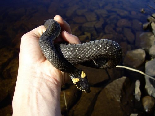 фото 2007 535.jpg (75.11 КБ) 1765 просмотров Ооочень уж я их люблю!