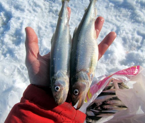 Корь3.jpg (86.14 КБ) 11219 просмотров Мордатые - мамка и папка...