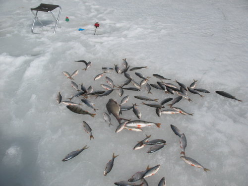 IMG_7305.JPG (148.36 КБ) 11226 просмотров Рыбка первого дня