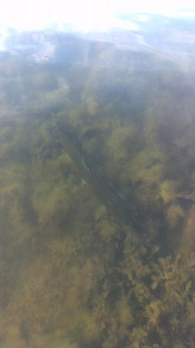IMAG0251.jpg