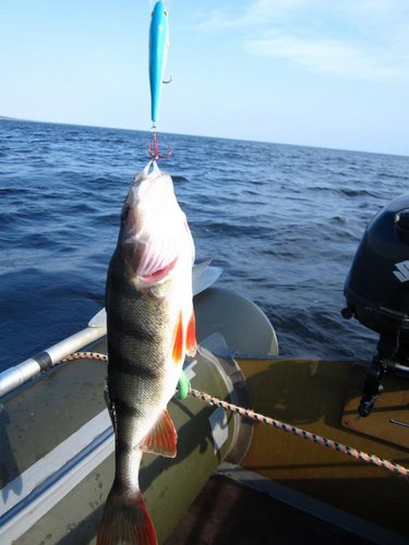 ФЗ10.jpg (51.05 КБ) 1394 просмотра Рекордный за рыбалку окунь на 520 гр.