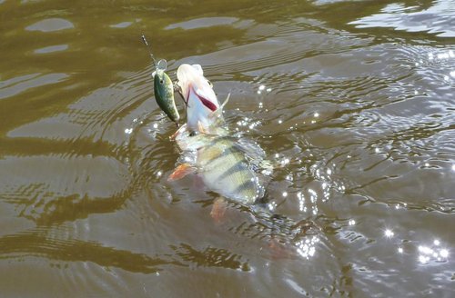P1070320.JPG (117.08 КБ) 1824 просмотра Этот воблер приносил окуней даже по два за раз, но только днём.