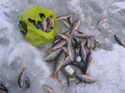IMG_3495.jpg